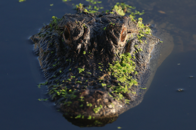 Woman punches alligator in the eye to save puppy