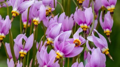 How to grow shooting star – for a tough yet pretty flowering ground cover that thrives in shady yards