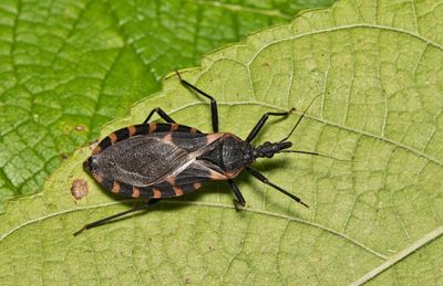 ‘Kissing bug’ disease should be treated as endemic in US, scientists say