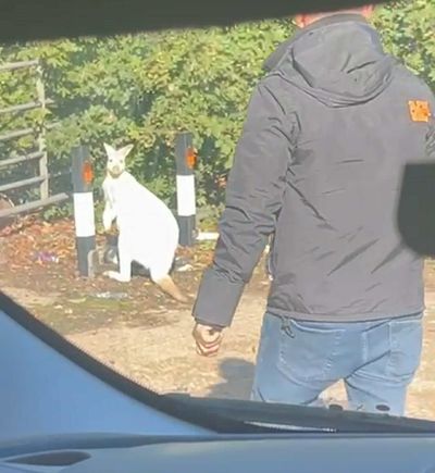 'Kangaroo' spotted in street by cab driver on school run in Dartford