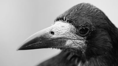 Sample photo gallery: How good are the images on the OM System 50-200mm f/2.8 world-first lens?