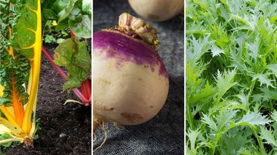 Vegetables to plant in September: 8 delicious crops to get growing this month