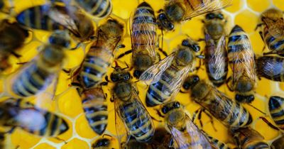 Honey bees key to monitoring 'forever chemicals', new study reveals