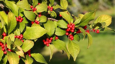 How to grow winterberry – a shrub for year-round interest and fantastic festive stems