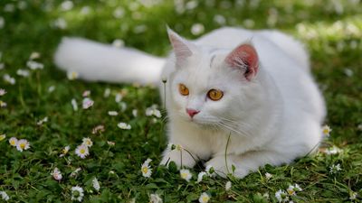 Hailed as one of the rarest cat breeds, the Turkish Angora is a graceful kitty that bonds deeply with their humans