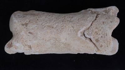 3,300-year-old ancient Egyptian whistle was likely used by police officer tasked with guarding the 'sacred location' of the royal tomb