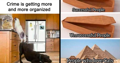 50 Memes That Blend Internet’s Most Favorite Things — Humor And Cats (New Pics)