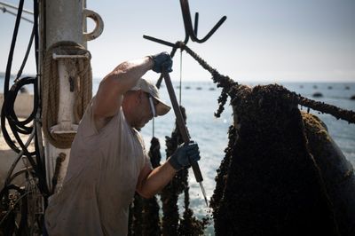 Bulgarian Mussel Farmers Face Risk, And Chance, In Hotter Sea