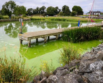 ‘It’s dying in front of our eyes’: how the UK’s largest lake became an ecological disaster