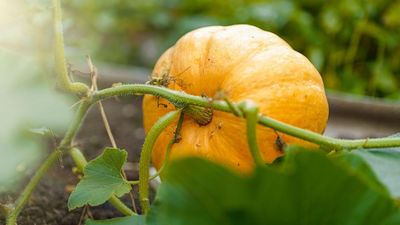 My search for the perfect pumpkin-growing gadget is finally over – for $17 shoppers say it stops crops from rotting, reduces pest damage, and even helps to keep them round