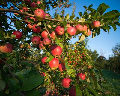 ‘Cider to the power of 10’: bumper apple harvest has UK cider makers drooling