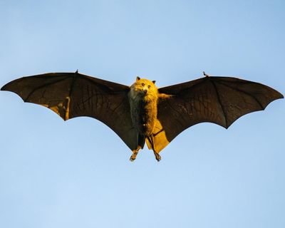 Scientists fear this ‘cute’ and ‘chonky’ flying fox could be one cyclone away from extinction