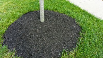 I’ve been making this big mistake when mulching my trees — experts warn its 'an epidemic in landscaping'