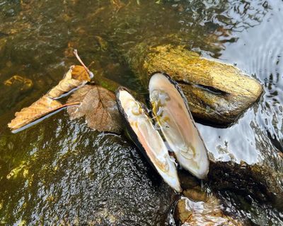 Country diary: Mussels and salmon in a most fragile harmony