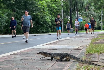 ‘You’re going about your day and suddenly see a little Godzilla’: Bangkok reckons with a giant lizard boom