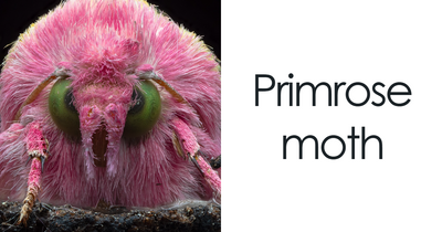 41 Close-Up Bug Photos That Reveal The Beauty Of Tiny Creatures