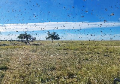Queensland farmers hit by locust plague – but spiders may be their unexpected salvation
