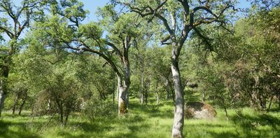 What Native-held lands in California can teach about resilience and the future of wildfire