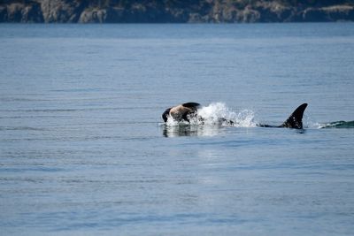 Heartbreak as endangered orca seen carrying dead calf once again