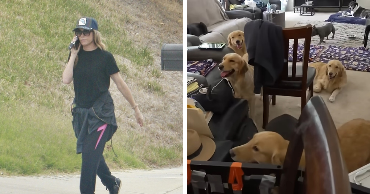 Denise Richards Rescues 15 Dogs From Estranged…