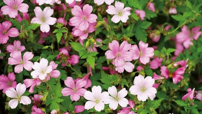 Fall is an ideal time to divide hardy geraniums – discover how easy it is to reinvigorate plants and get new ones for free in 3 easy steps
