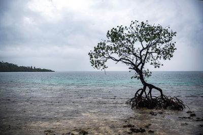 King tides, flooding, storms: the ocean that was once my playground and my teacher is now the source of my greatest fear