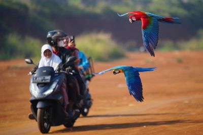 Photos show how an Indonesian motorbike mechanic became a macaw trainer