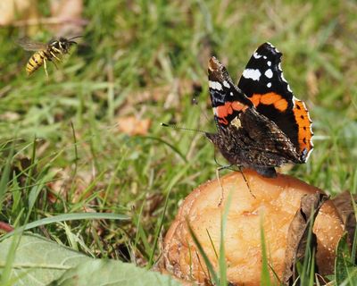 Country diary: Sometimes only the most rotten fruit will do