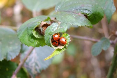 Why are we still seeing so many ladybirds?