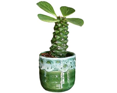 Houseplant clinic: will my euphorbia ever sprout again?