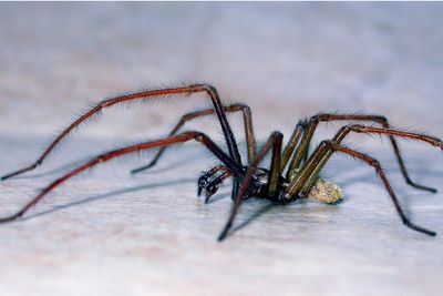 Spider season has arrived – here’s why there are more than usual in your home