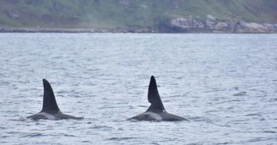 Two killer whales spotted off Scottish island in rare 'unforgettable' sighting
