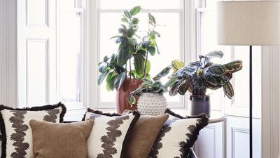 I write about houseplants for a living and these are 5 indoor plant trends worth jumping on in 2026