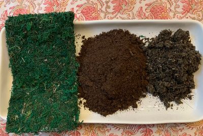 Transform your houseplants into art with this Japanese gardening technique