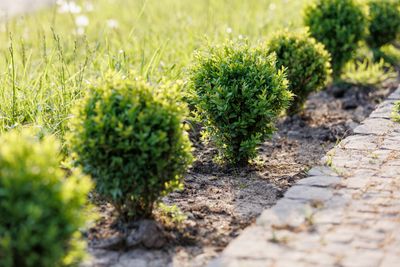 7 Innocent-Looking Shrubs That Harbor Invasive Insects