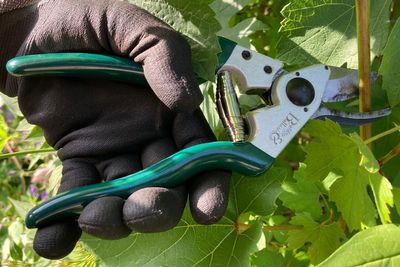 Best secateurs for pruning and trimming, tried and tested by a gardening expert