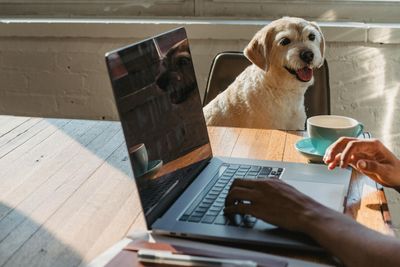 10 Must-Have Smart Pet Gadgets for the Modern Pet Parent