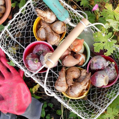 The rookie bulb planting mistakes I was making - and what I now do instead to achieve brilliant spring blooms