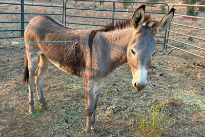 Donkey recovering after being shot in latest arrow attack on wild burros in California