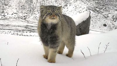Grumpy-looking Pallas's cat photographed by camera trap in stunning photo from eastern Himalayas