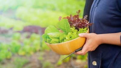 7 of the best cut-and-come-again vegetables for low-effort, long harvesting seasons – these crops will even work for small plots