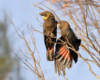 Australia’s quietest cockatoo is running out of trees. We have betrayed its gentle curiosity
