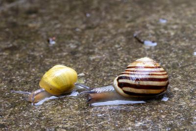Country diary: It’s hard not to fret over snails and their trails
