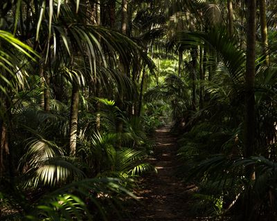 Plantwatch: the Australian roots of Queen Victoria’s beloved Kentia palm