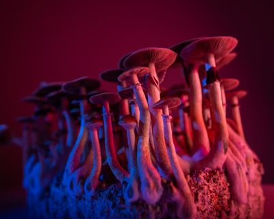 On Drugs by Justin Smith-Ruiu review – a philosopher’s guide to psychedelics