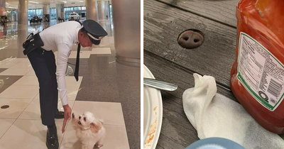50 Of The Most Hilarious And Cute Dog-Themed ‘Important Animal Images’ To Brighten Your Day