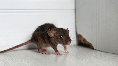 Experts are predicting a 'surge in rat activity', so I asked them how to rodent-proof my home