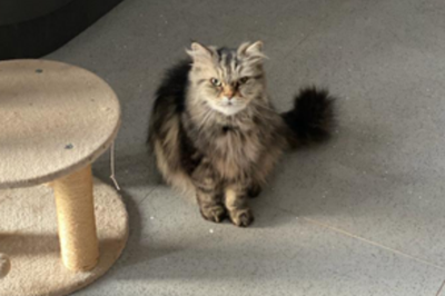 Pet owners warned over buying dangerous fake medical treatments online