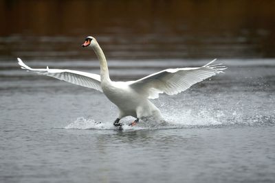 Police investigation launched after swan believed to have been strangled