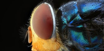 How a fly sees the world – and why understanding its vision can help prevent disease